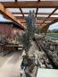 Preview: Cereus jamacaru monstrosus